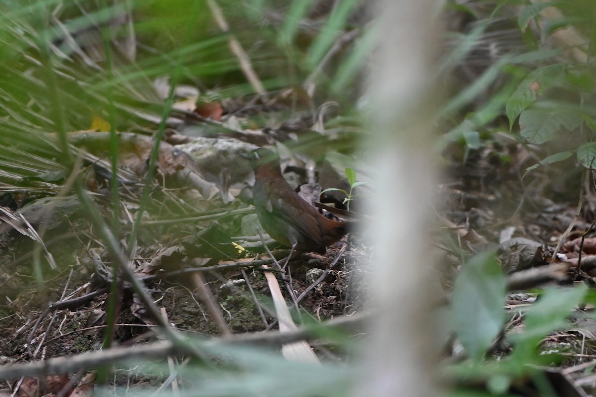 Mayan Antthrush - ML638029389