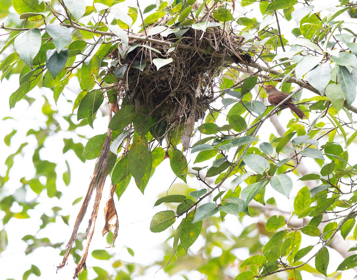 Red-faced Spinetail - ML638029402