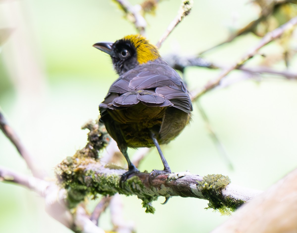 Dusky-faced Tanager - ML638029461