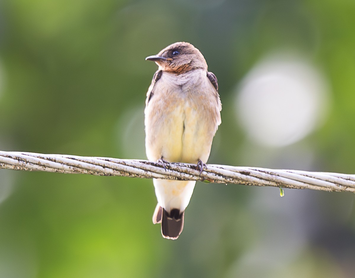 Southern Rough-winged Swallow - ML638029468