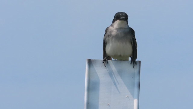 Schieferrücken-Königstyrann - ML638029492