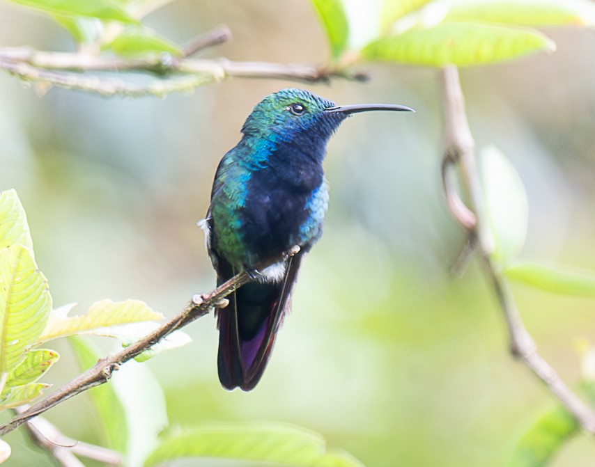 Black-throated Mango - ML638029523
