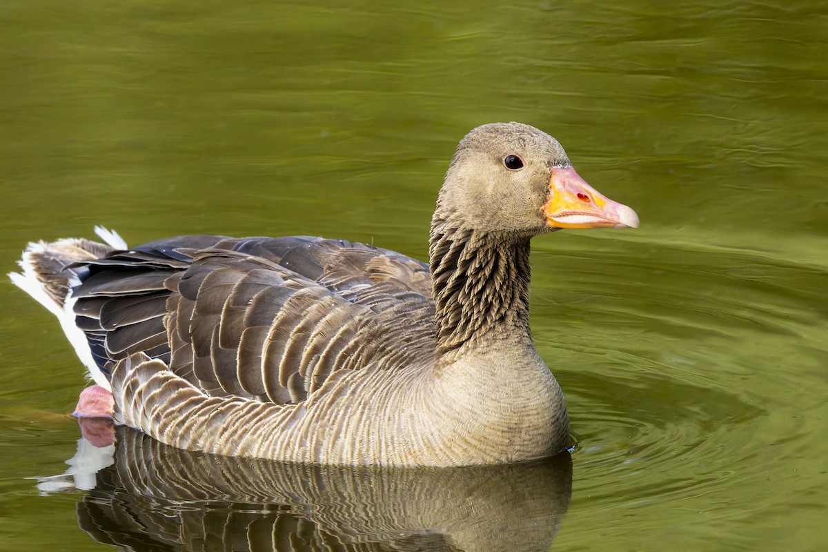 Graylag Goose - ML638029535