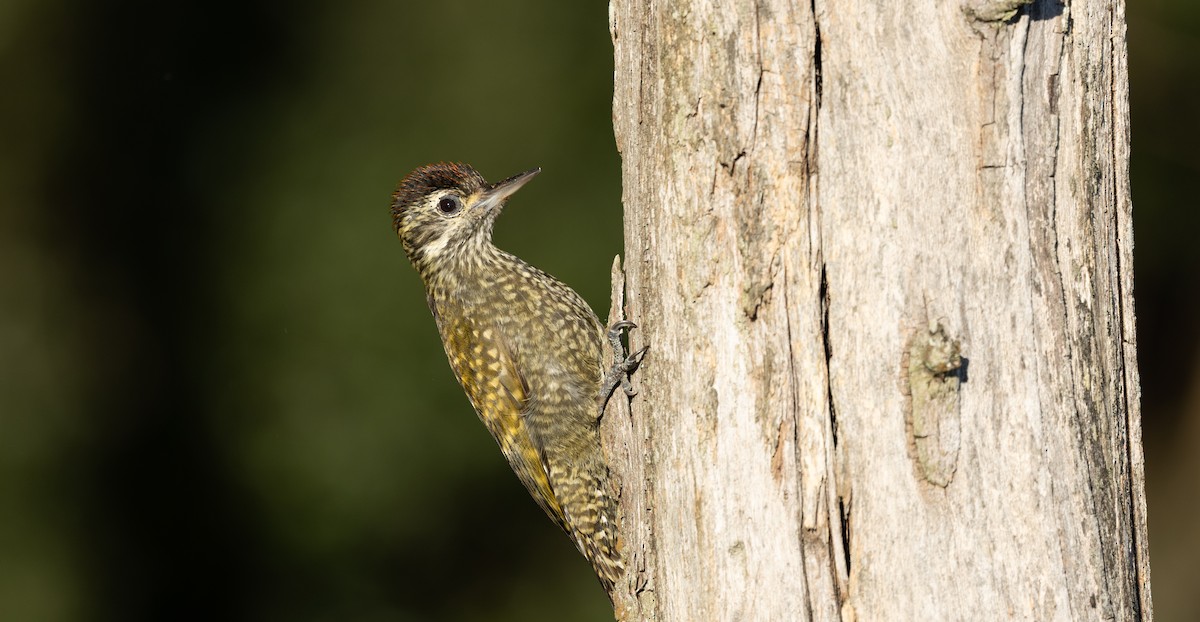 White-spotted Woodpecker - ML638029536