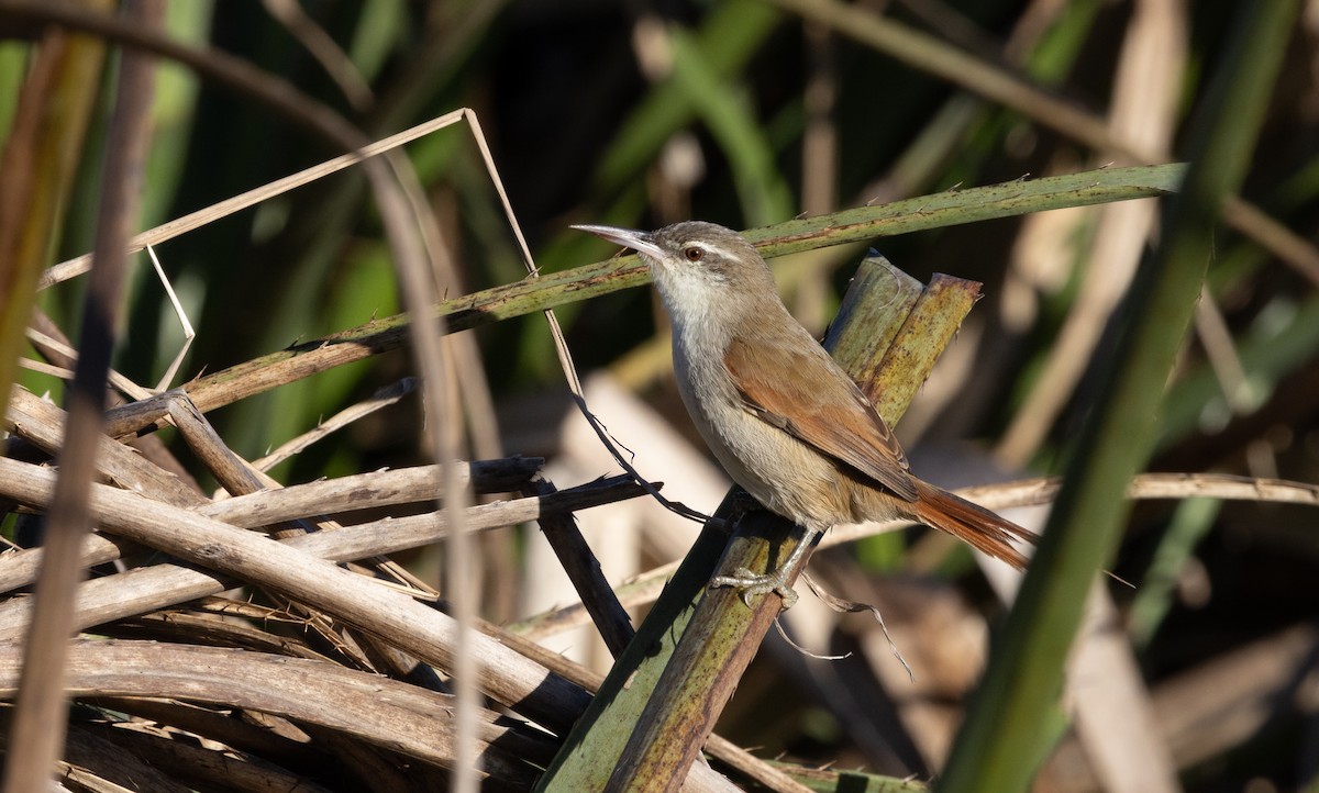 Straight-billed Reedhaunter - ML638029562