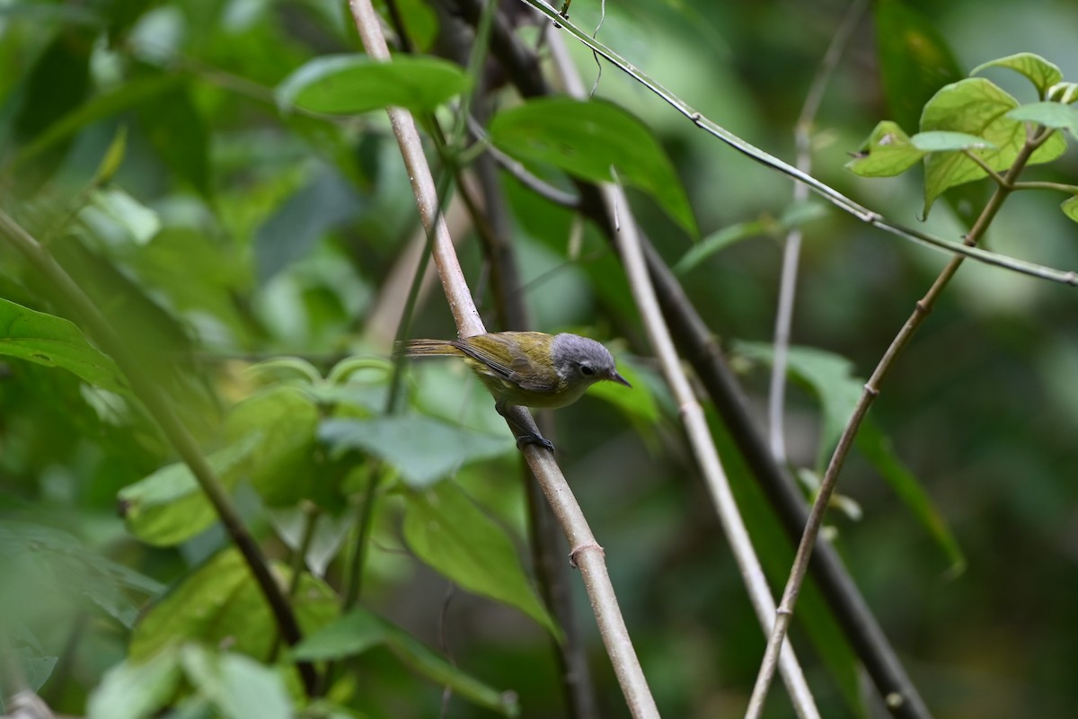 Lesser Greenlet - ML638029590