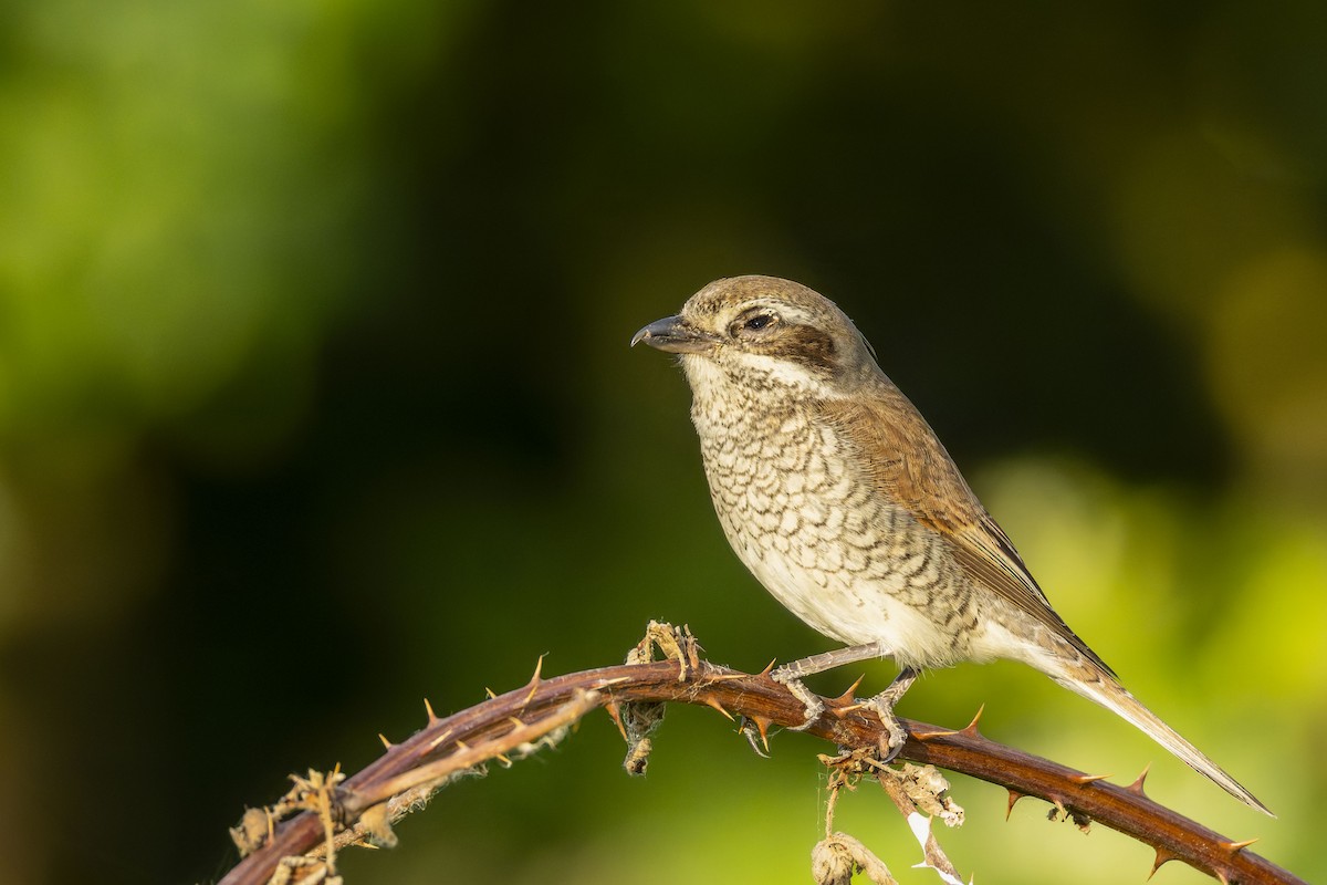 Red-backed Shrike - ML638029595