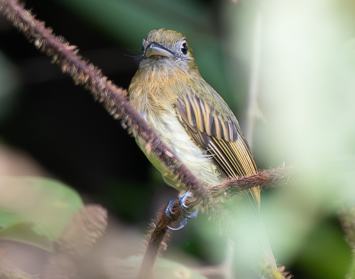 Fulvous-breasted Flatbill - ML638029610