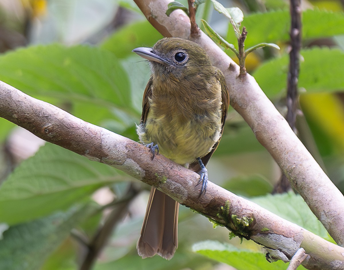 Fulvous-breasted Flatbill - ML638029611