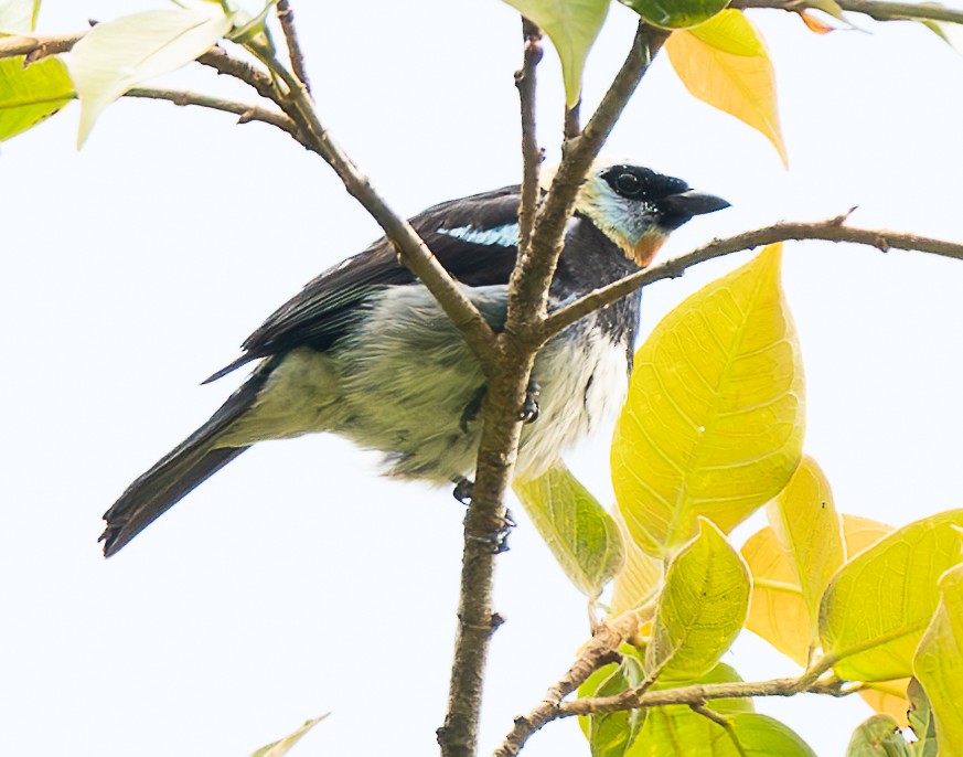 Golden-hooded Tanager - ML638029626