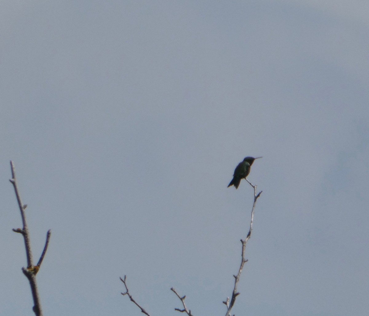 Ruby-throated Hummingbird - ML638029636