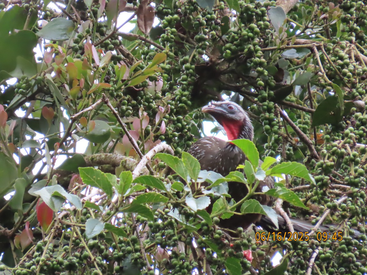 Andean Guan - ML638029642