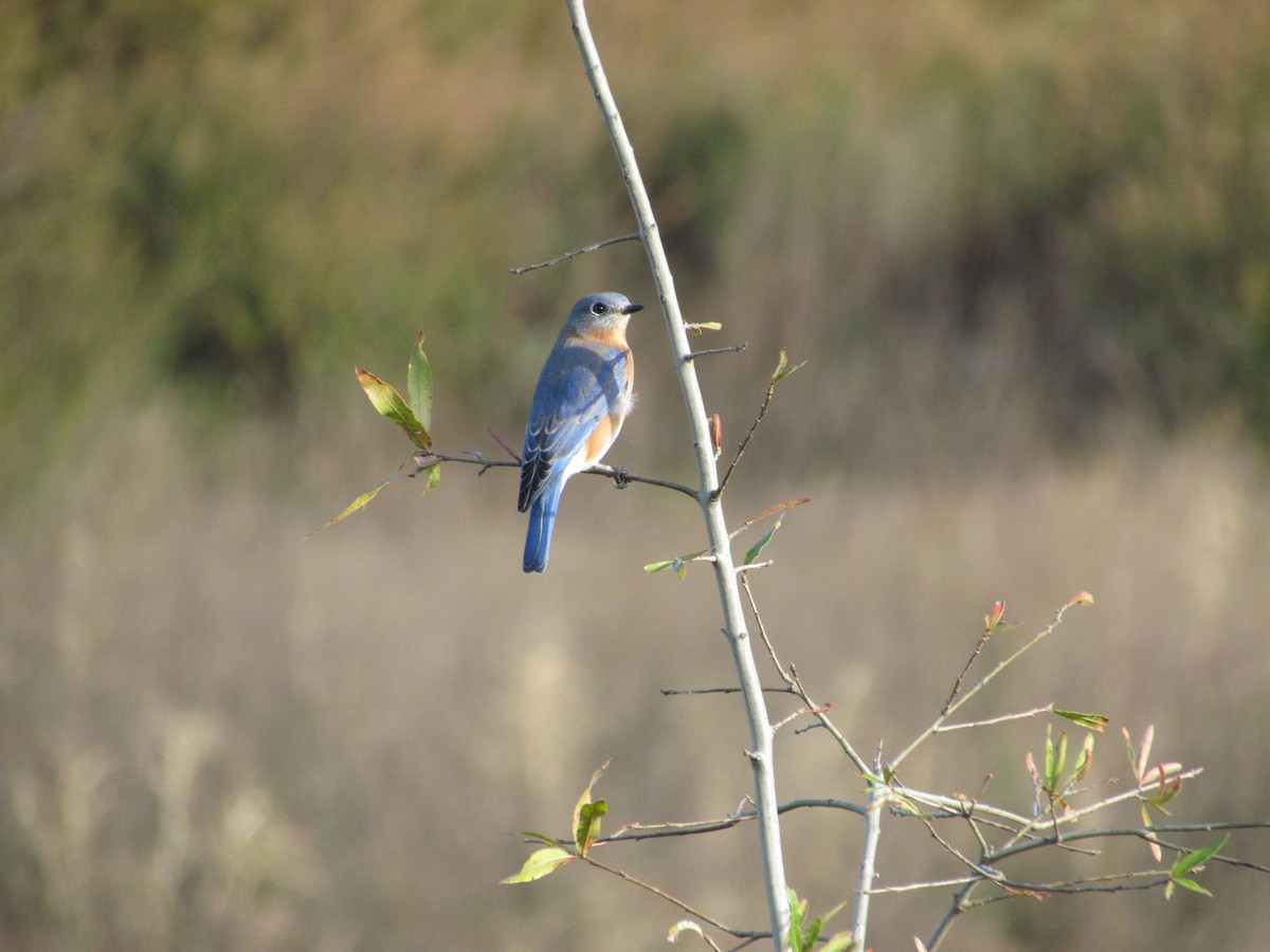 Eastern Bluebird - ML638029648