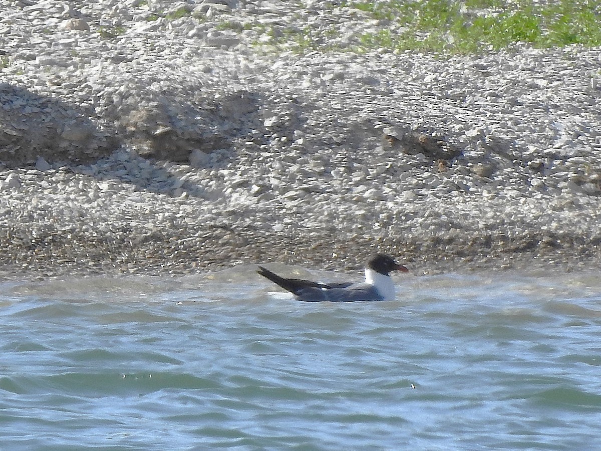 Mouette atricille - ML638029653