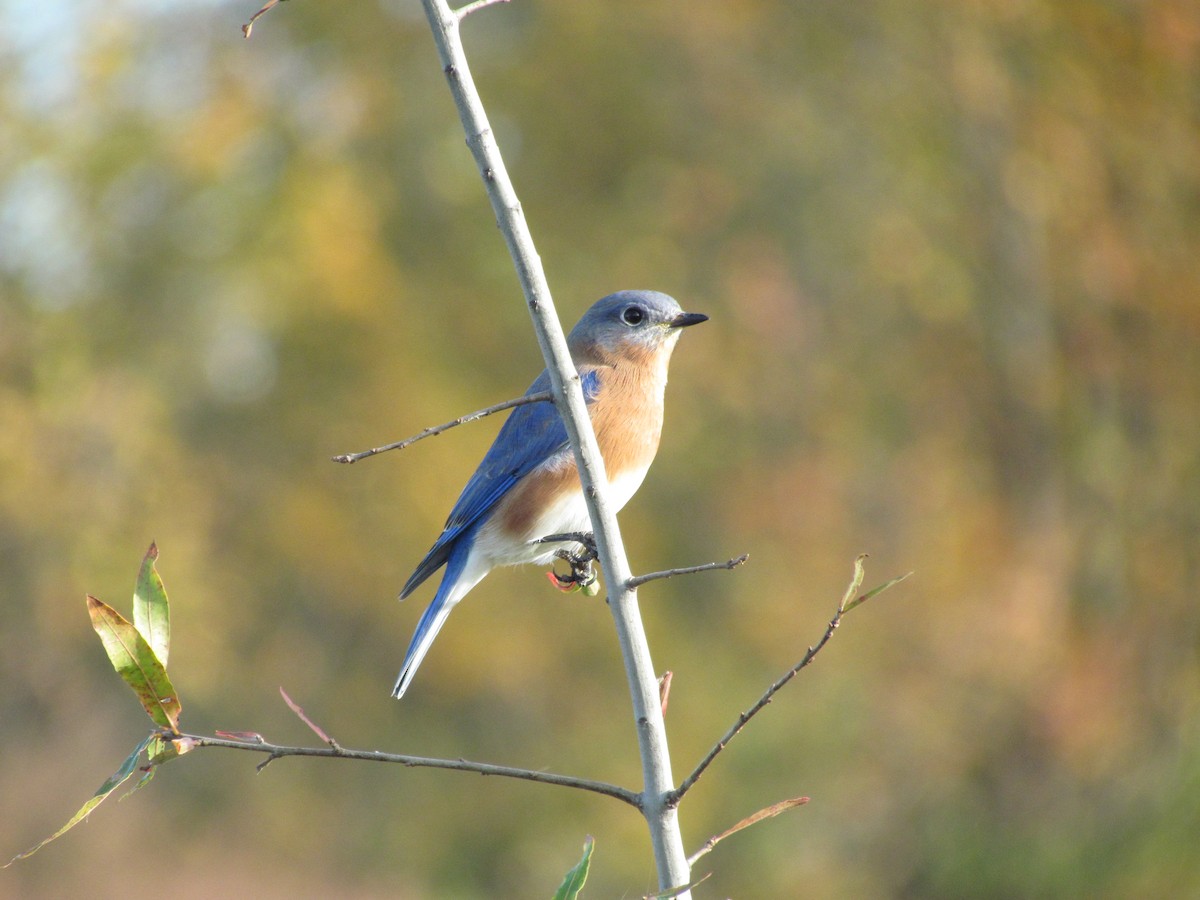 Eastern Bluebird - ML638029658