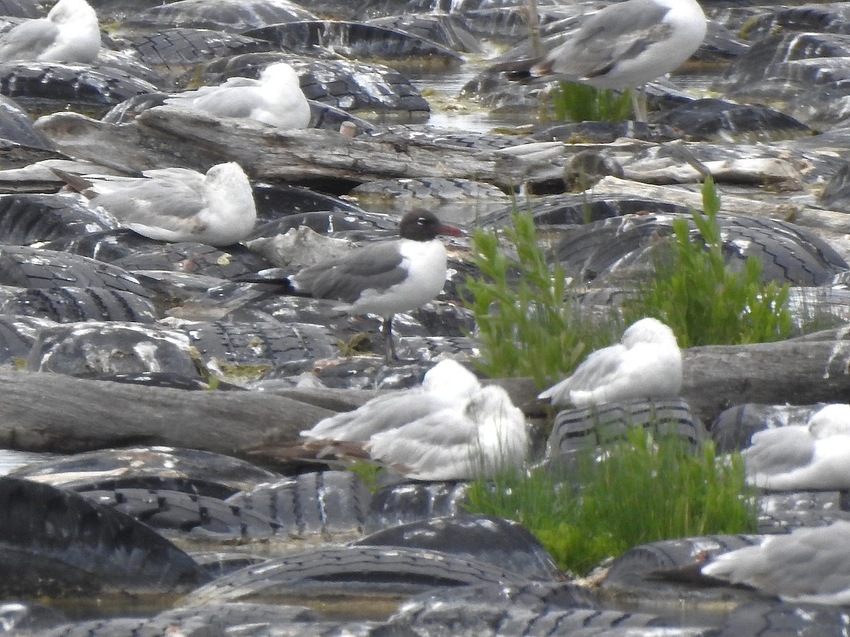Mouette atricille - ML638029659