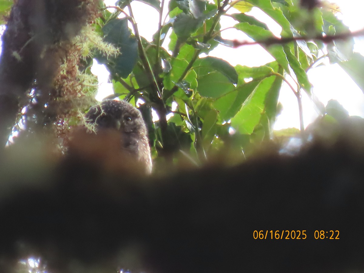 Yungas Pygmy-Owl - ML638029666