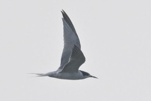 tern sp. - ML638029667