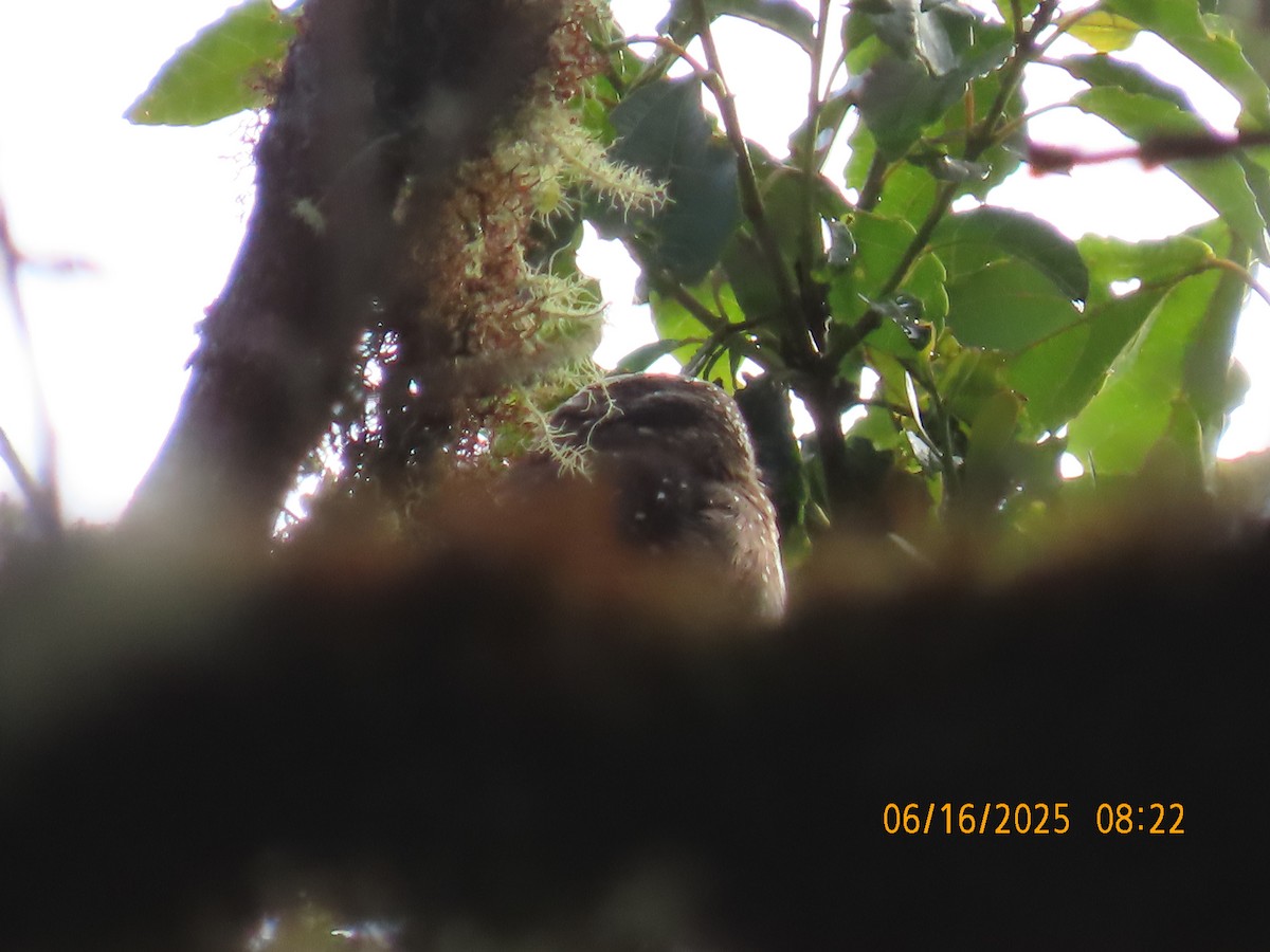 Yungas Pygmy-Owl - ML638029677