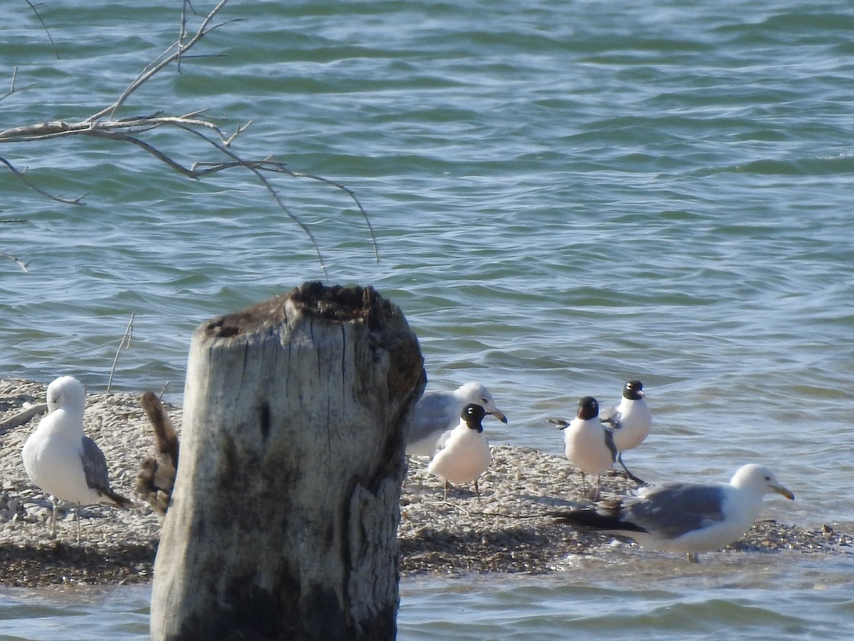 Mouette de Franklin - ML638029679