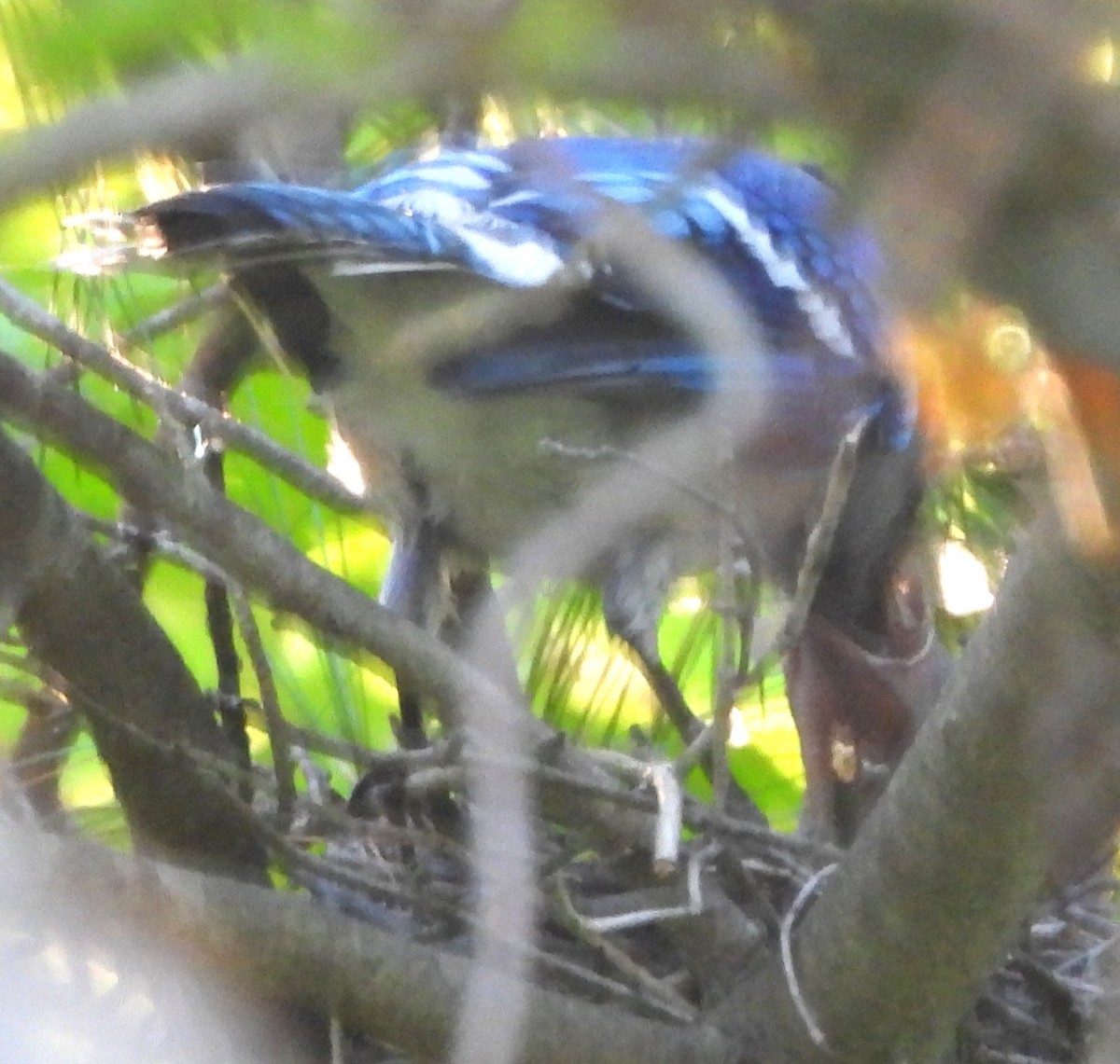 Blue Jay - ML638029684
