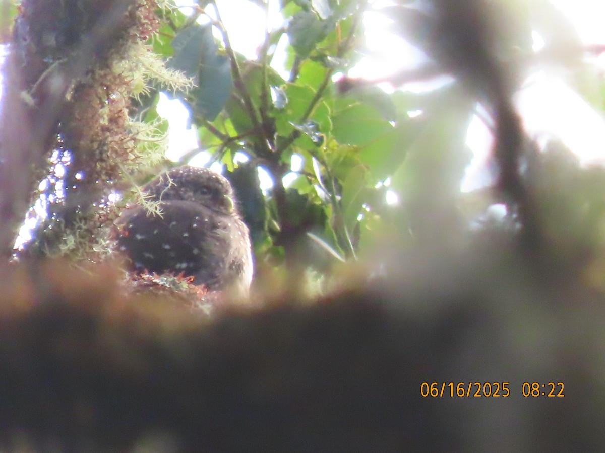 Yungas Pygmy-Owl - ML638029685