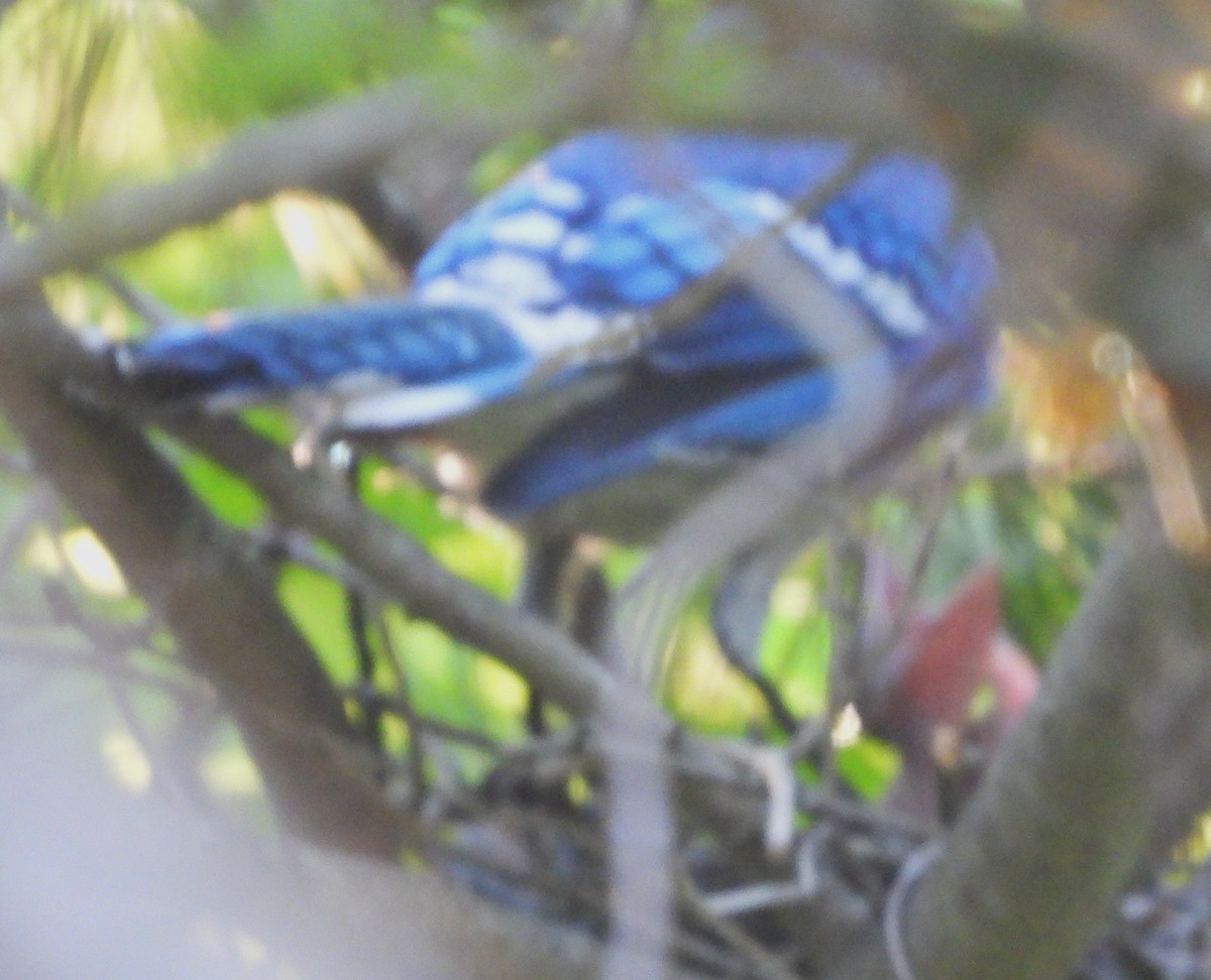Blue Jay - ML638029686