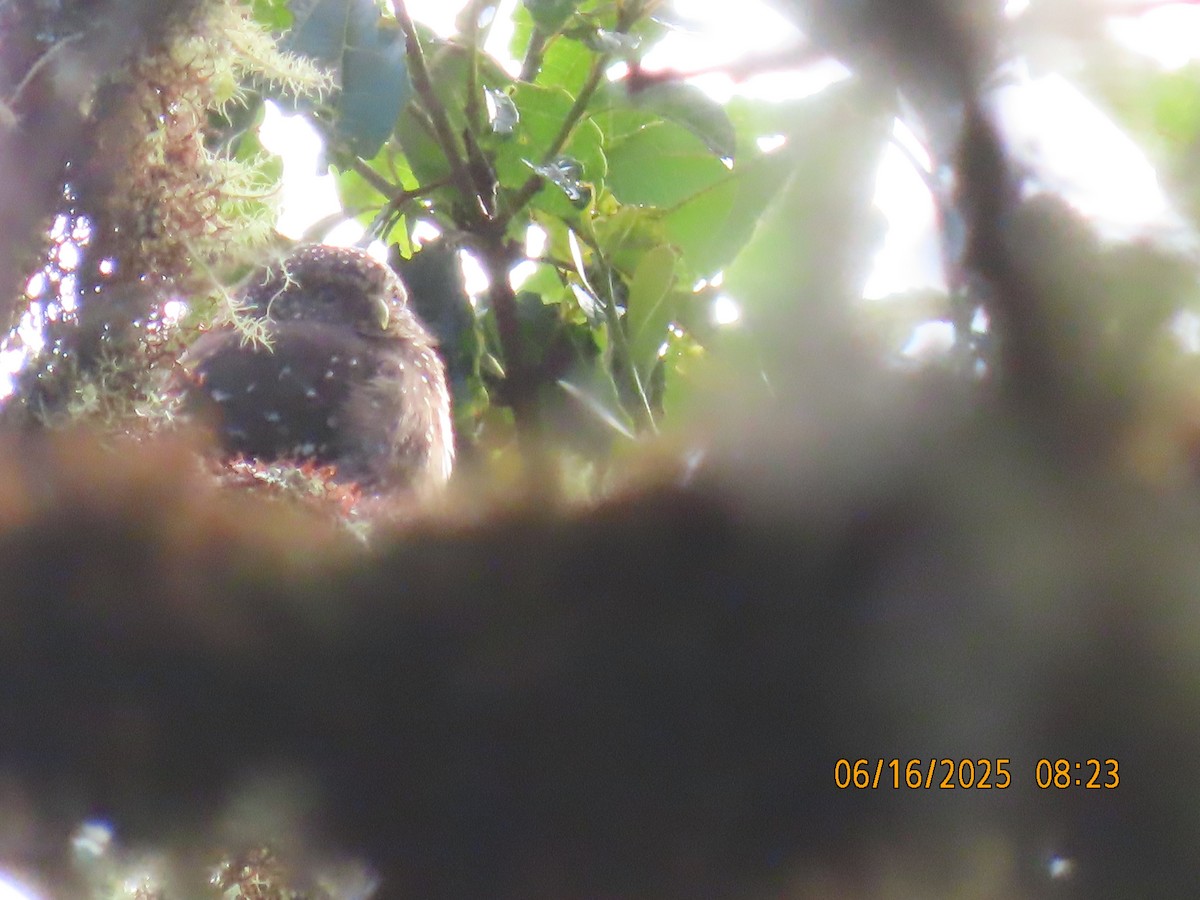 Yungas Pygmy-Owl - ML638029690