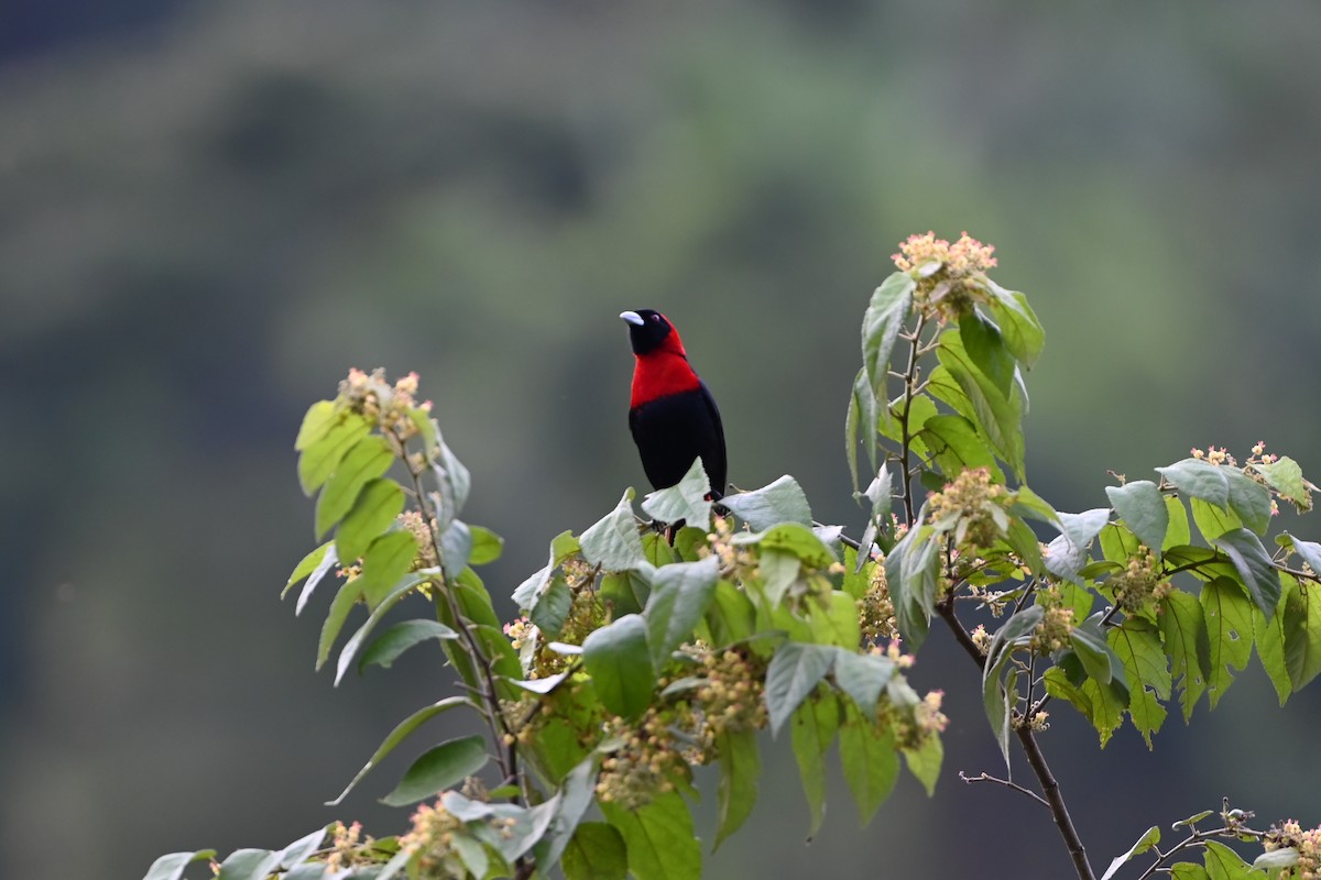 Crimson-collared Tanager - ML638029691