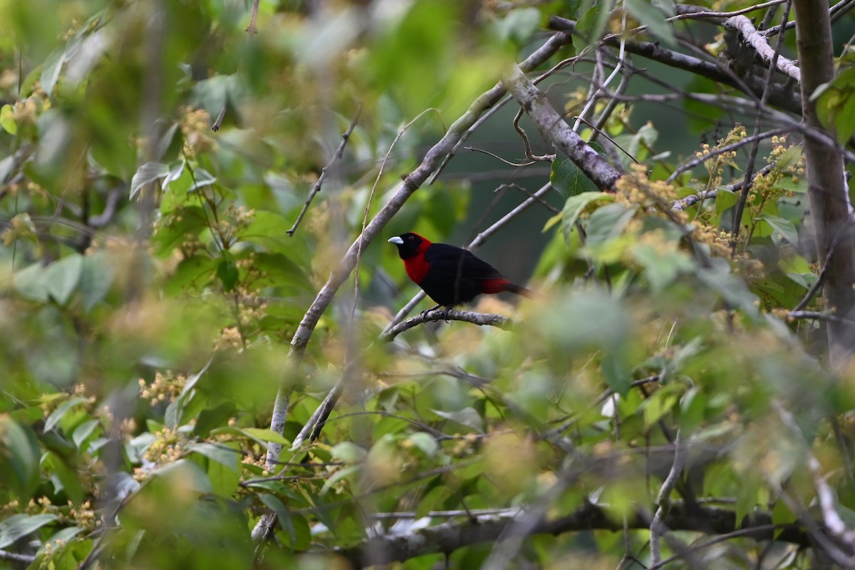 Crimson-collared Tanager - ML638029692