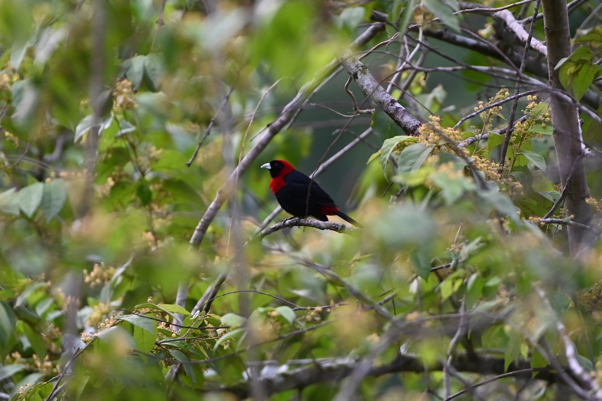 Crimson-collared Tanager - ML638029693