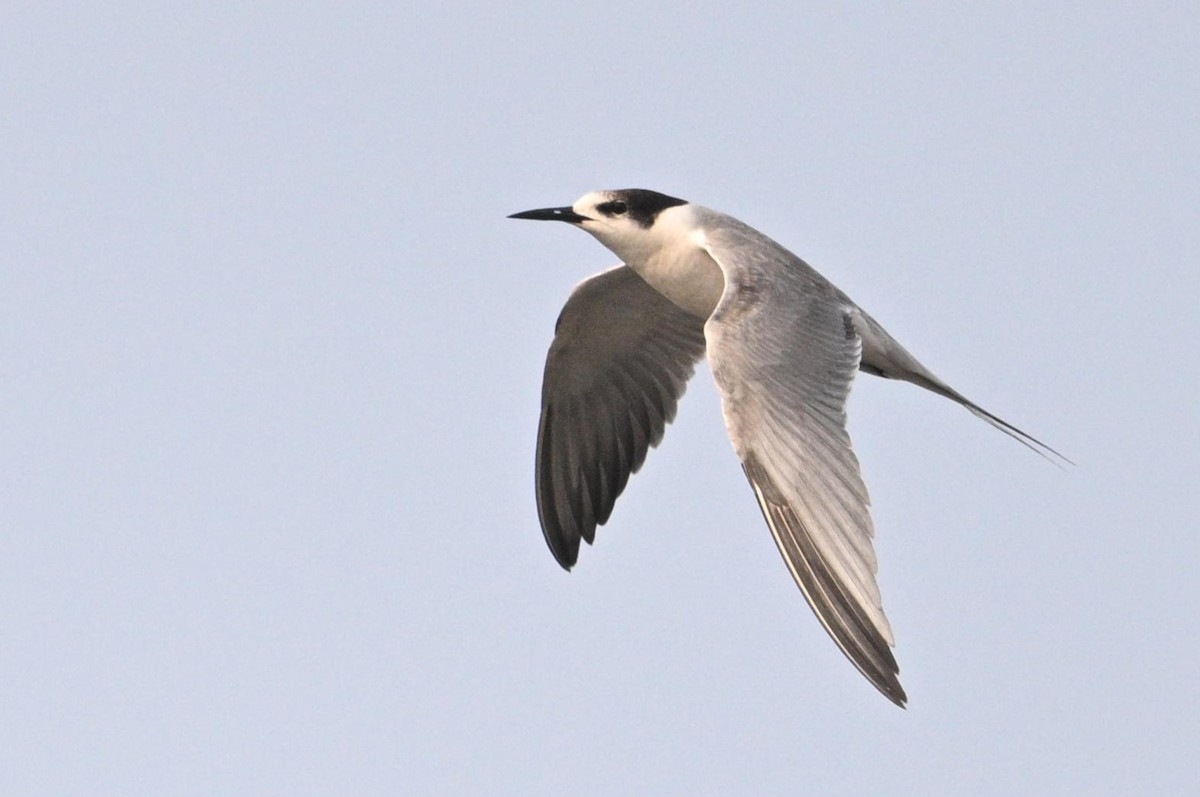 tern sp. - ML638029710