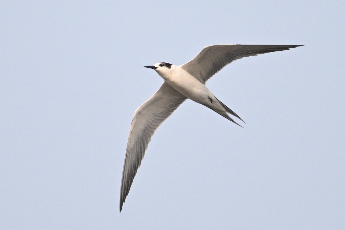 tern sp. - ML638029711