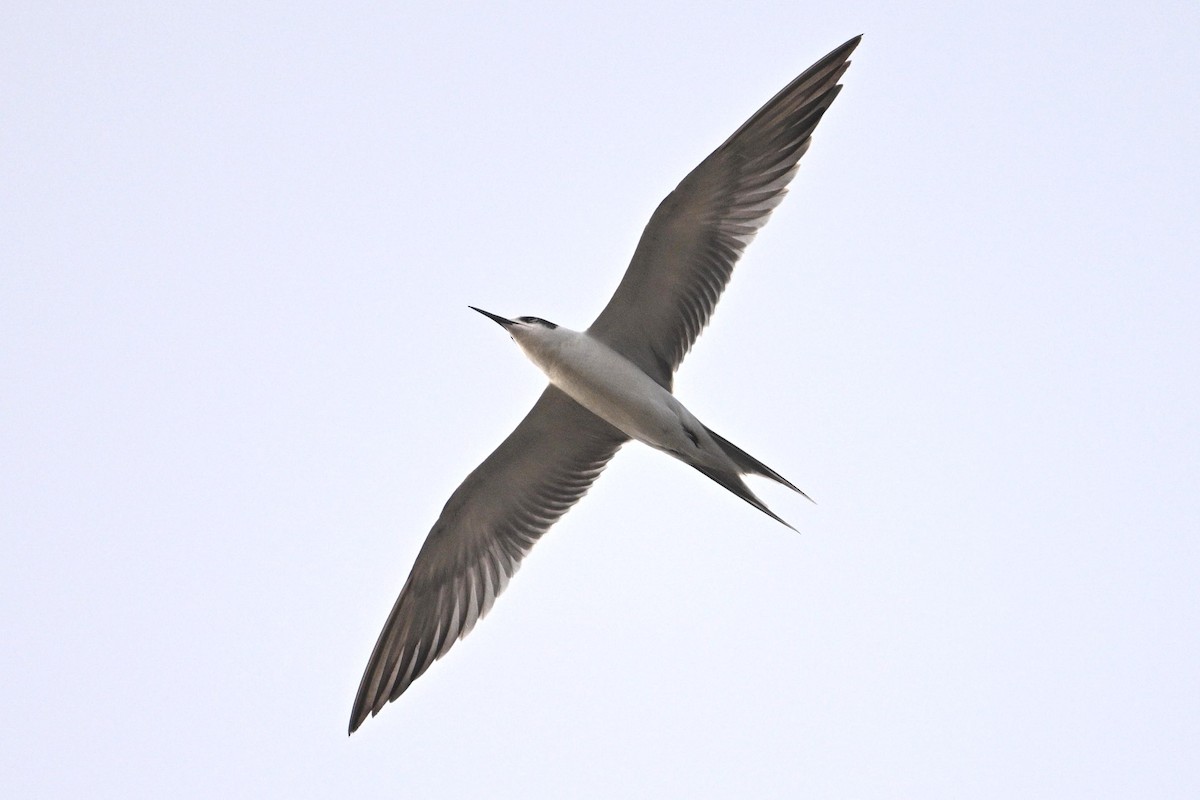 tern sp. - ML638029712