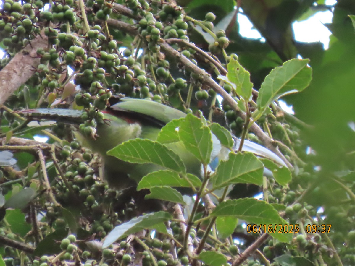 Blue-banded Toucanet - ML638029717