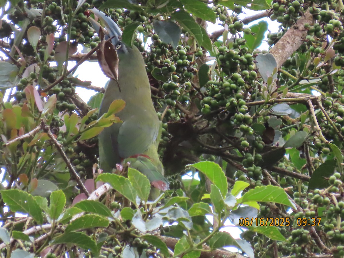Blue-banded Toucanet - ML638029719