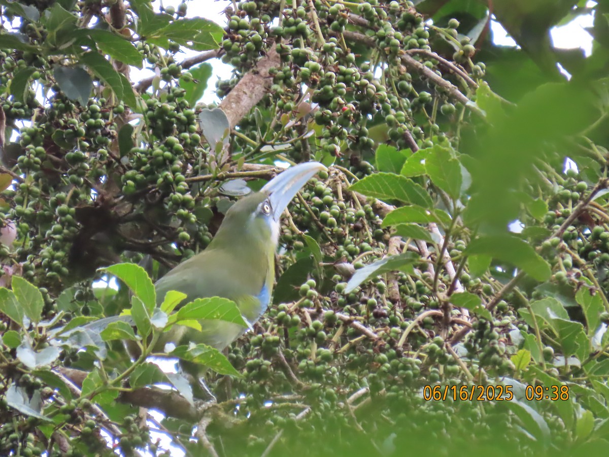 Blue-banded Toucanet - ML638029724