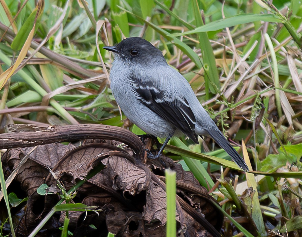 Torrent Tyrannulet - ML638029725