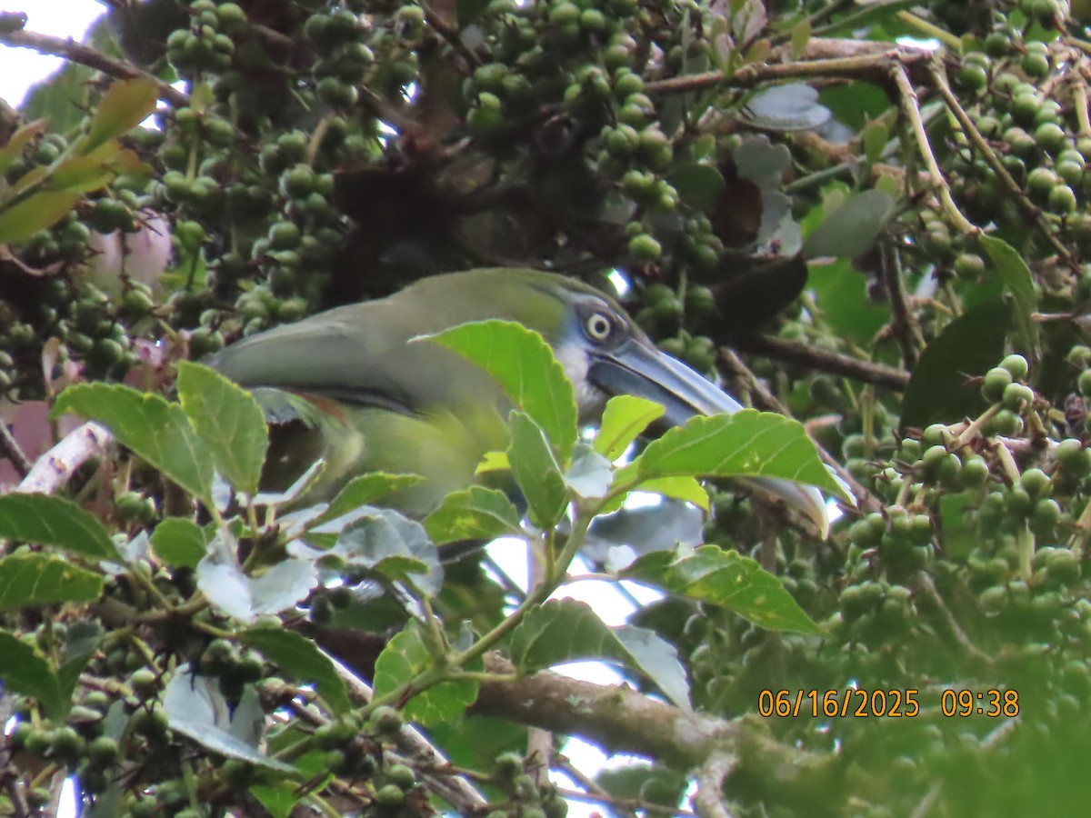 Blue-banded Toucanet - ML638029728