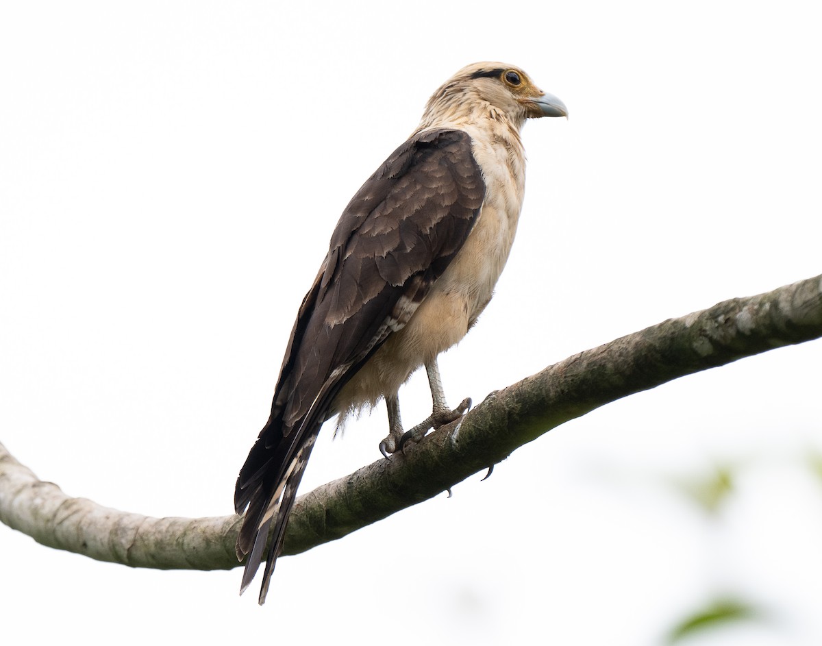 Yellow-headed Caracara - ML638029731