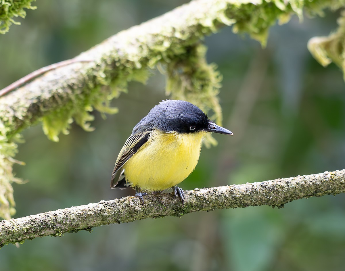 Common Tody-Flycatcher - ML638029745