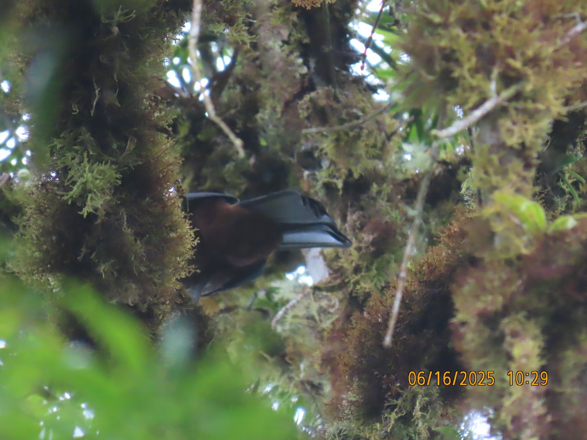 Scimitar-winged Piha - ML638029772