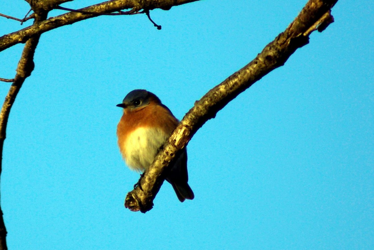Eastern Bluebird - ML638029780
