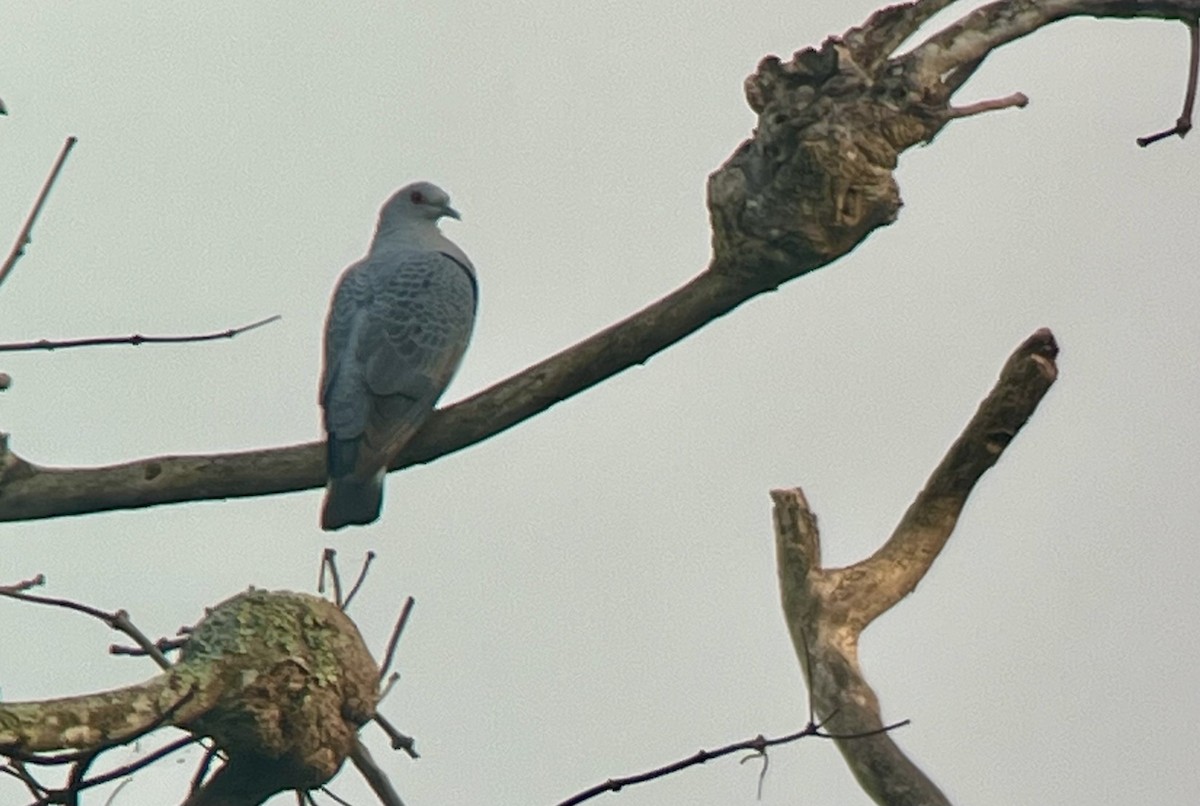 Afep Pigeon - ML638029781