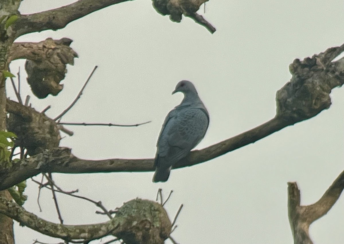 Afep Pigeon - ML638029782