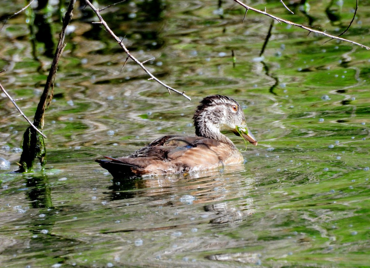 Canard branchu - ML638029812
