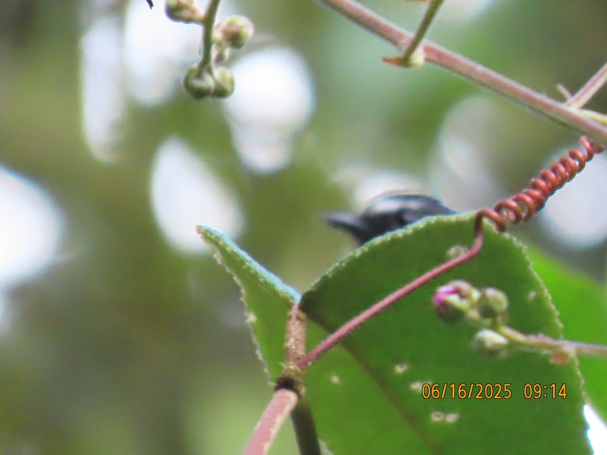 Maroon-belted Chat-Tyrant - ML638029813
