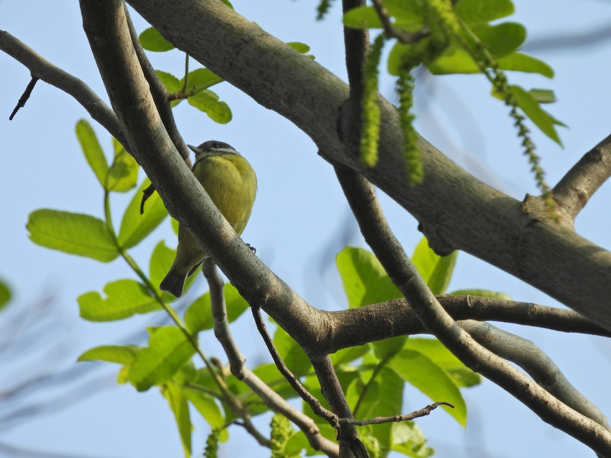 Mésange gracieuse - ML638029823
