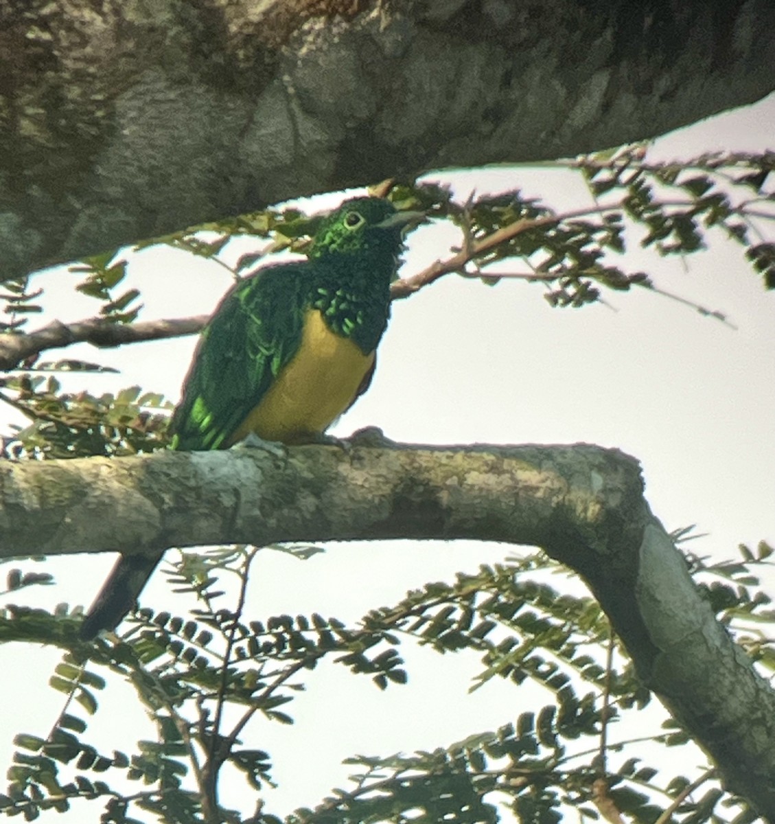 African Emerald Cuckoo - ML638029824