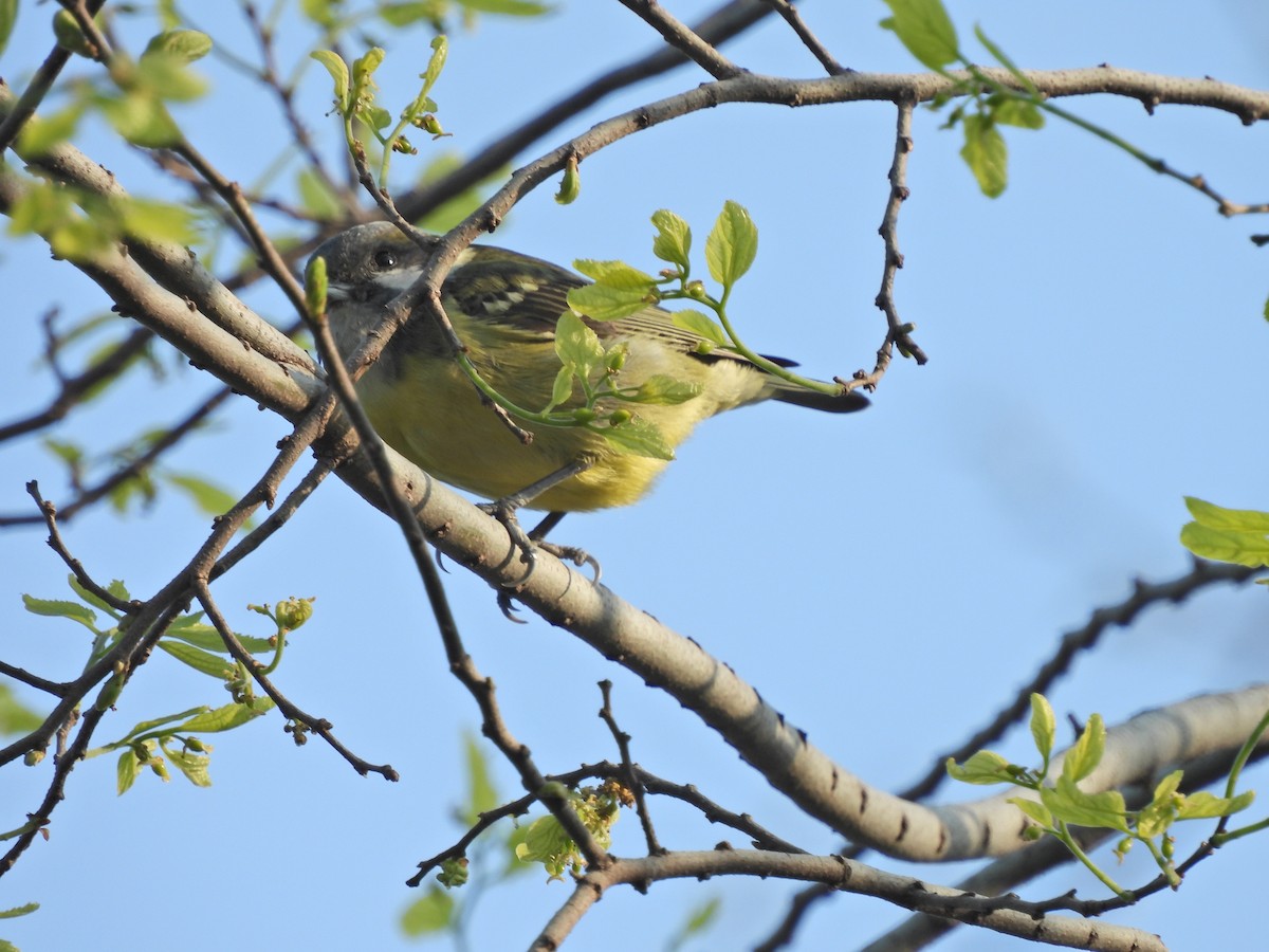 Mésange gracieuse - ML638029837
